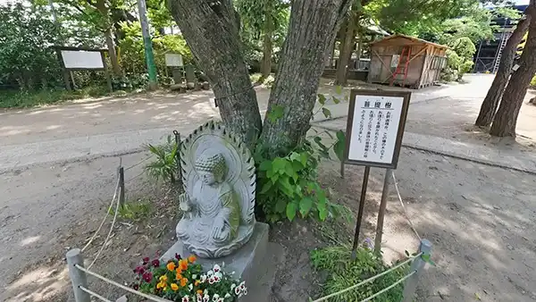 利根町おすすめ観光スポットの徳満寺の菩提樹