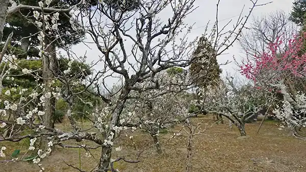 利根町の季節観光スポット応順寺のミニ梅林