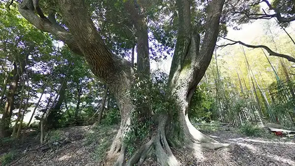 利根町おすすめ観光スポットの八幡宮のスダジイ