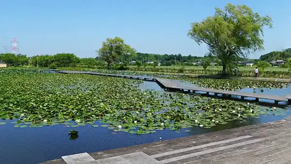 利根町の季節観光スポットの利根親水公園のスイレン