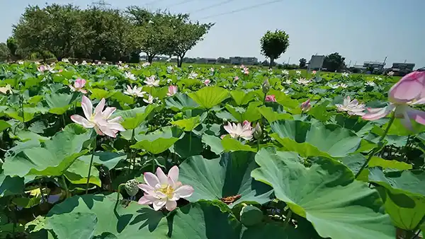 利根町の季節観光スポットの利根親水公園のハス