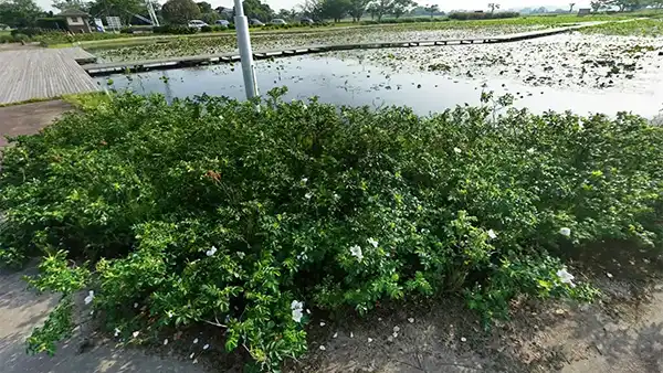 利根町の季節観光スポットの利根親水公園のハマナス