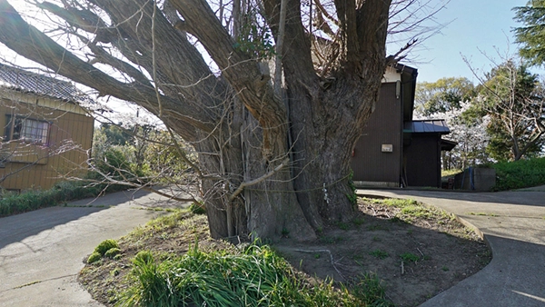 蛟蝄神社門の宮の大銀杏の写真とVRツアーのリンク