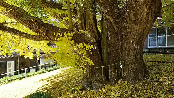 利根町の季節観光の蛟蝄神社門の宮の大銀杏