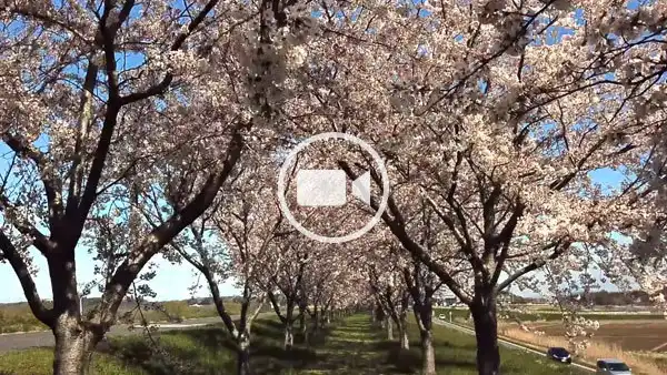 利根町の桜づつみの地上観光動画
