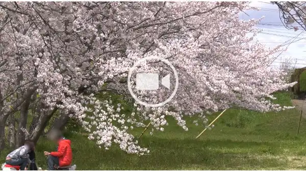 利根町役場付近の桜並木の観光動画