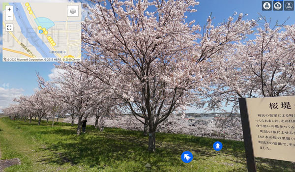 茨城県利根町の利根川の桜堤の桜