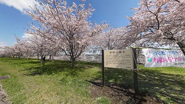 利根町の利根川の桜堤の桜の開花景観