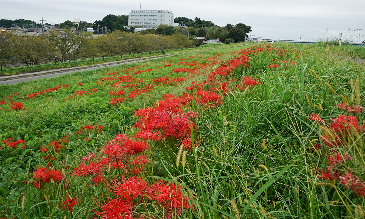 茨城県利根町の利根川堤防の彼岸花群生地