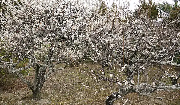 応順寺の梅林