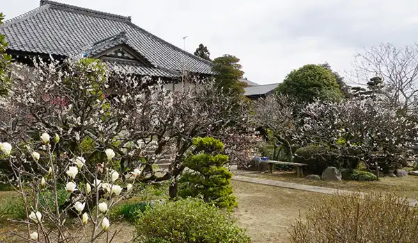 茨城県つくば市の応順寺の梅林