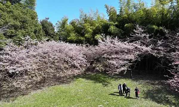 取手市の高井城址公園の河津桜の満開の写真