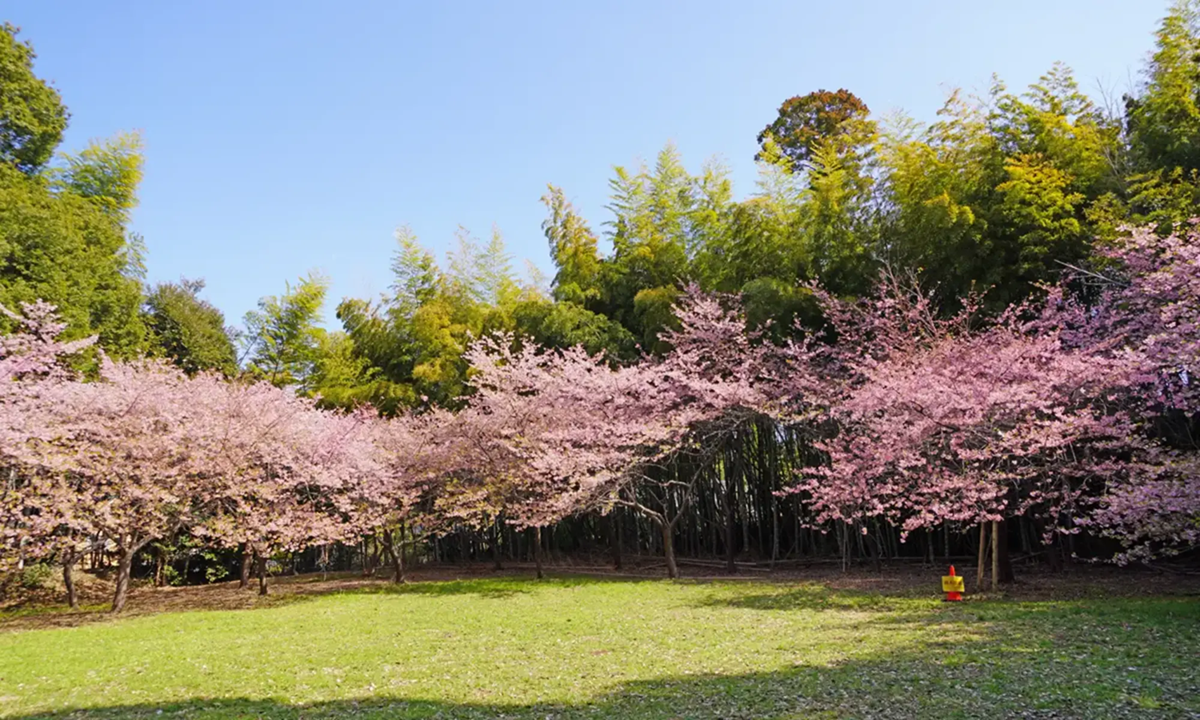 高井城址の城郭中心部の河津桜の写真