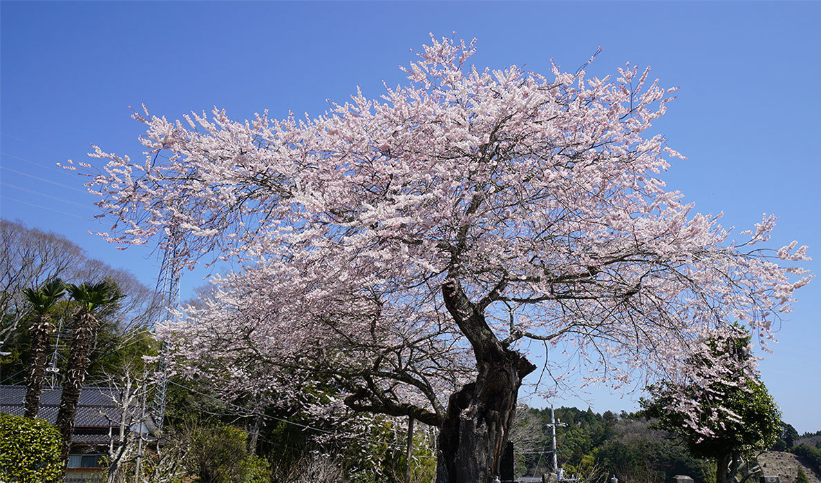 東漸寺のしだれ桜：北茨城市関南町