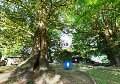 名木・巨木・天然記念物の観光VRツアー