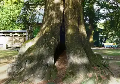 名木・巨木・天然記念物の観光VRツアー