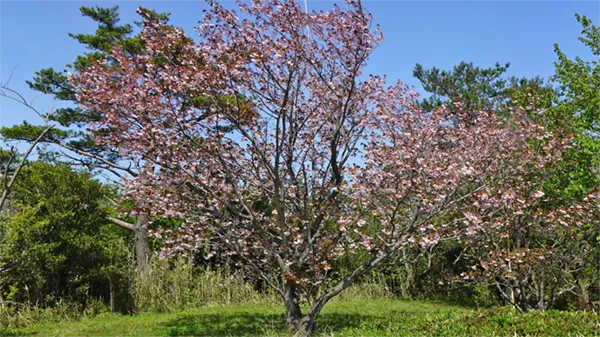 茨城県土浦市の八重桜名所の朝日峠展望公園