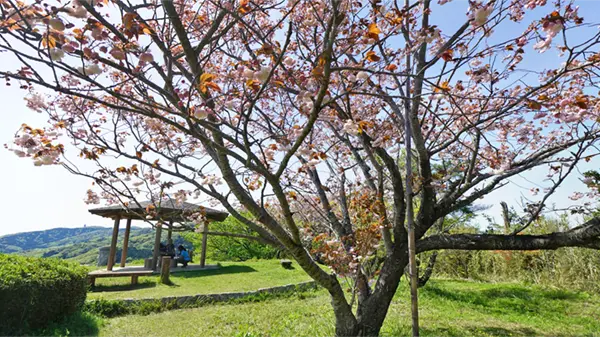 土浦市の花見おすすめスポット朝日峠展望台のVRツアー