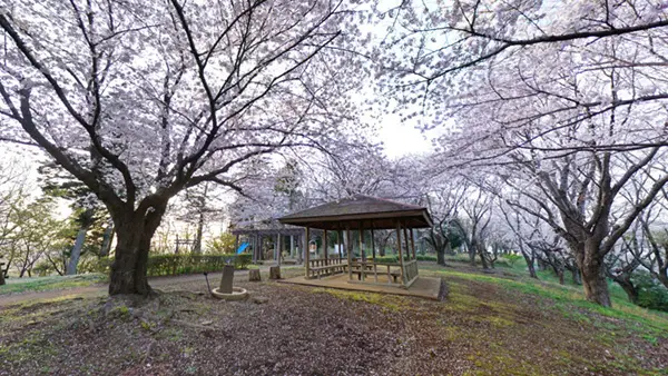 土浦市の花見おすすめスポットふるさとの森のVRツアー