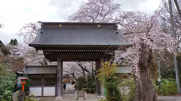 土浦市の花見スポット神宮寺の桜VRツアー