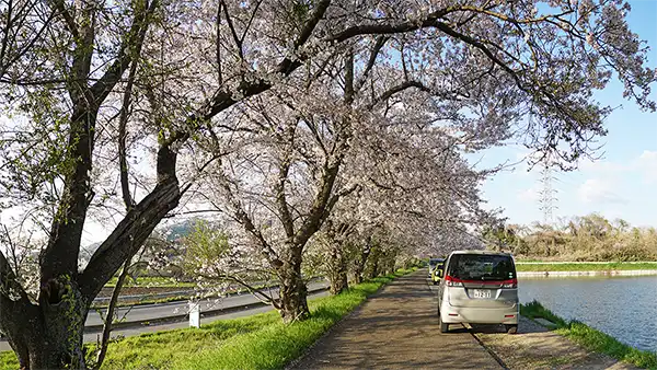 土浦市の梶ノ宮池の桜VRツアー