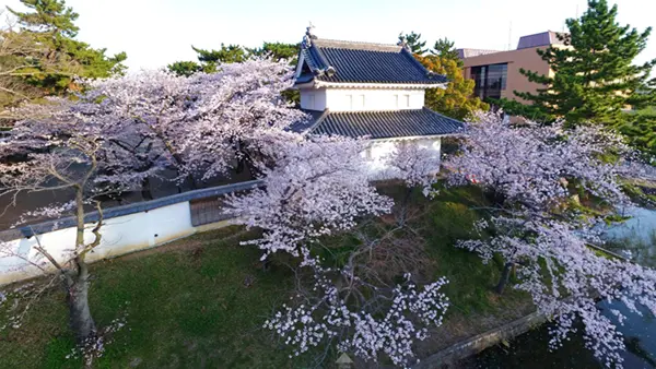 土浦市の亀城公園の桜・しだれ桜VRツアー