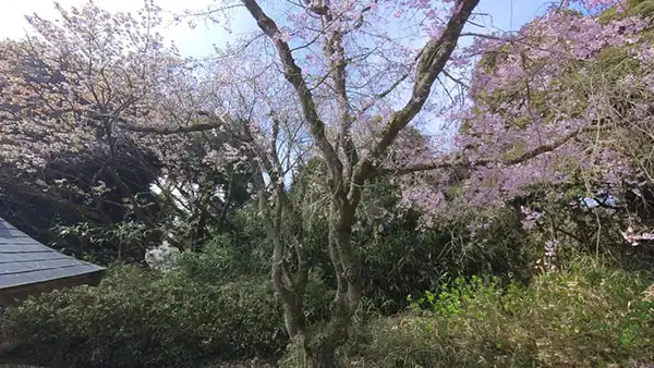 土浦市の清瀧寺の桜VRツアー