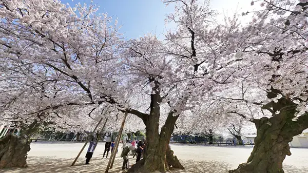 土浦市の真鍋のサクラのVRツアー