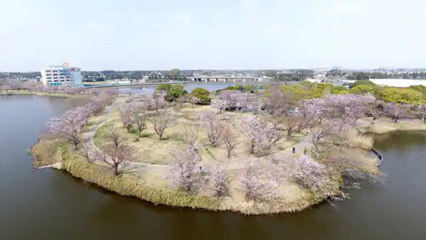 土浦市の乙戸沼公園の桜VRツアー