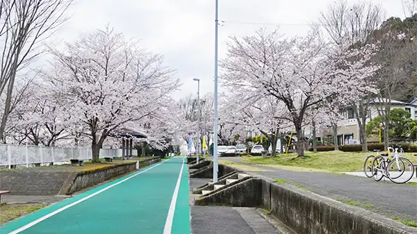 土浦市の桜の名所・花見スポット一覧:画像15