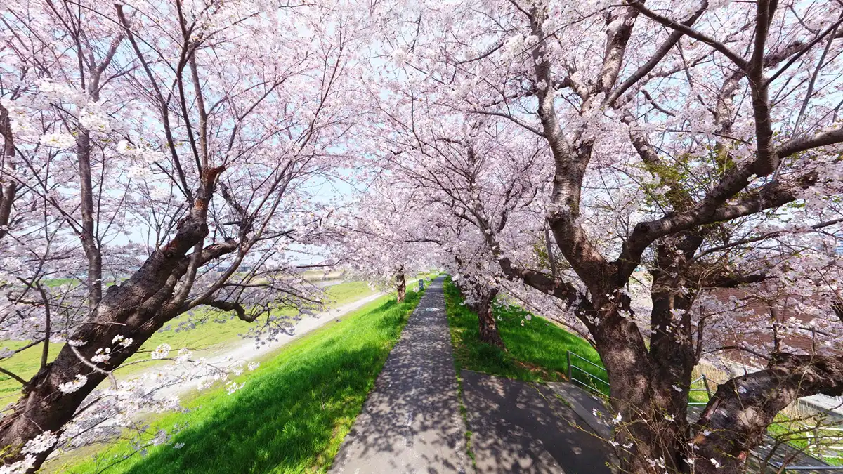 土浦市の桜川の土浦橋の右岸上流付近の桜並木