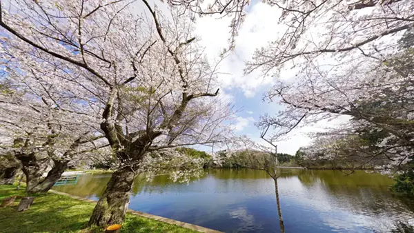 土浦市の花見おすすめスポット宍塚大池のVRツアー