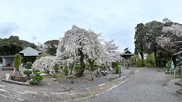 土浦市の花見おすすめスポット東城寺のVRツアー