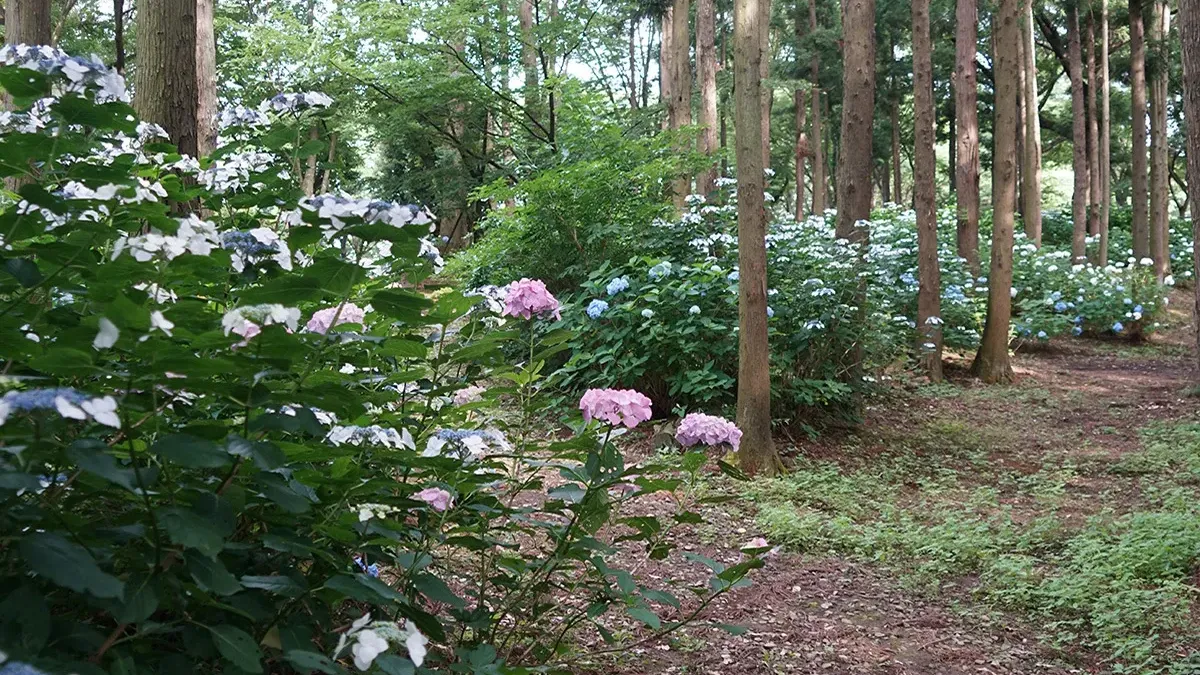  茨城県土浦市の観光名所のふるさとの森・あじさいの案内VRツアー