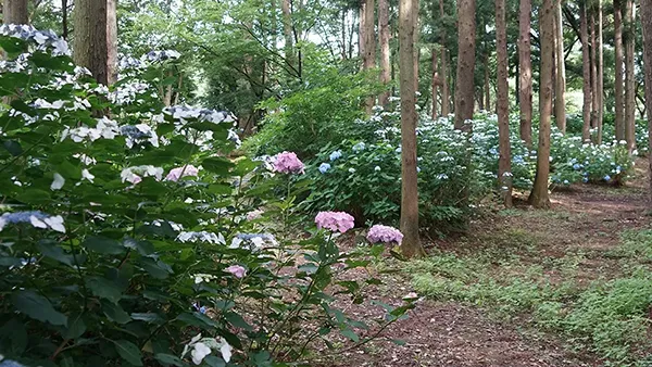  茨城県土浦市の観光名所のふるさとの森・あじさいの案内VRツアー