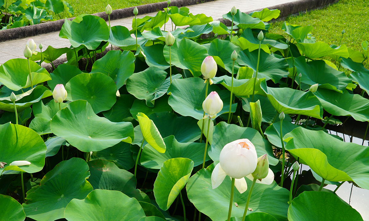 土浦市霞ヶ浦総合公園の花蓮園のハスのつぼみの様子