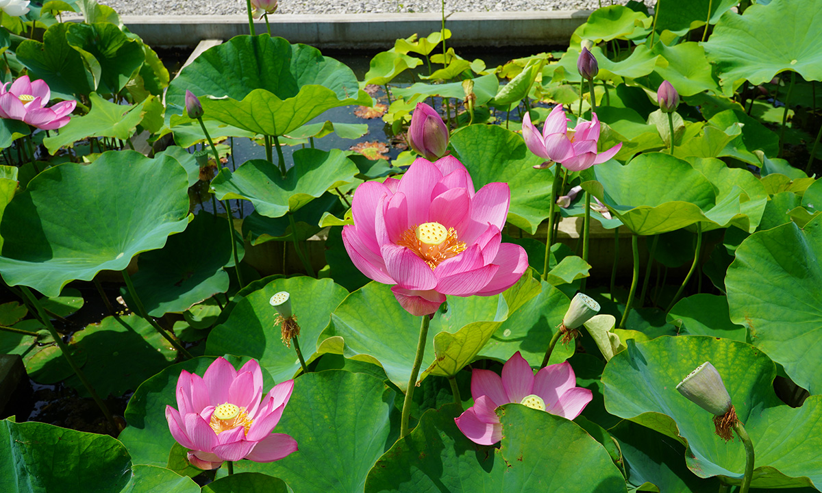 土浦市霞ヶ浦総合公園の濃いピンクのハスの花