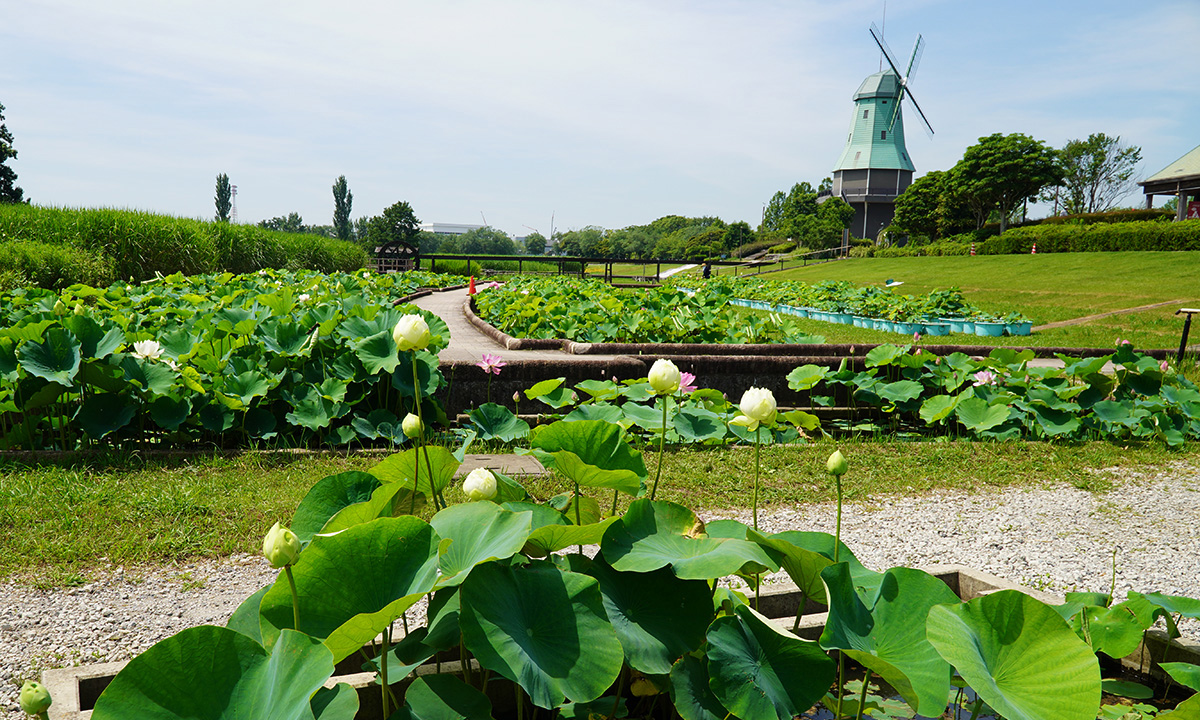 霞ヶ浦総合公園には花蓮園のハスの開花様子