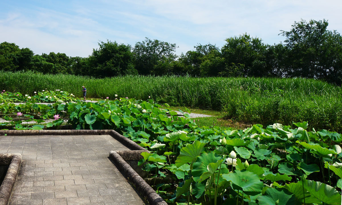 霞ヶ浦総合公園のハスの花・蓮池のVRツアー