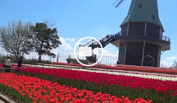 土浦市観光スポットの霞ヶ浦総合公園のチューリップ観光動画