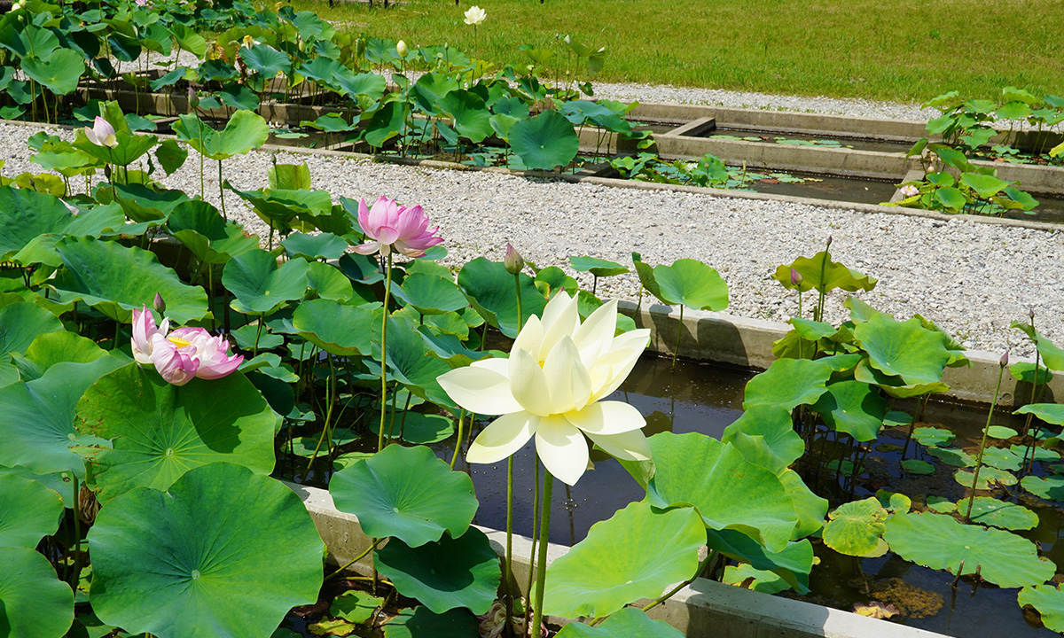 土浦市霞ヶ浦総合公園の薄い黄色のハスの花