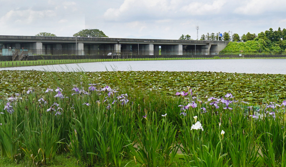 土浦市おすすめ季節観光スポットの乙戸水生植物園