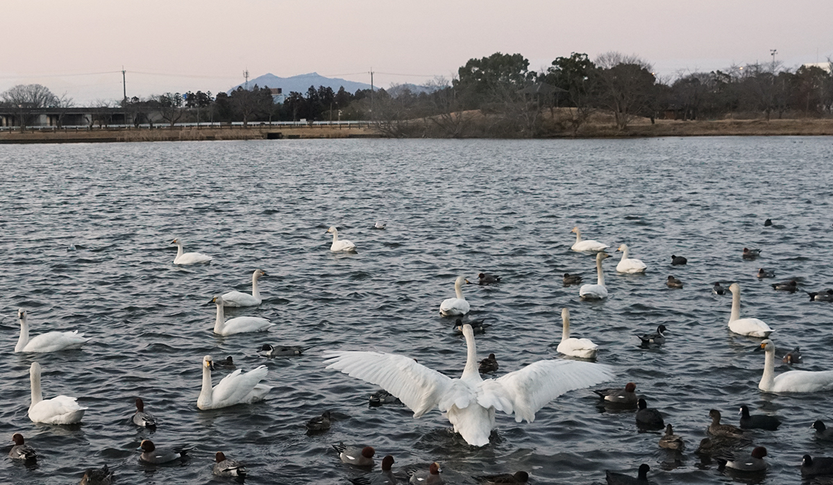 白鳥の飛来地乙戸沼の東側からの白鳥