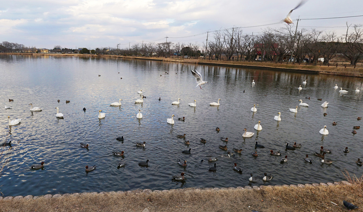 土浦市の白鳥飛来地名所の乙戸沼