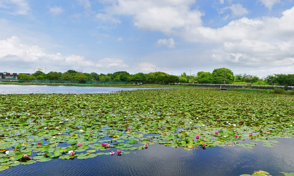 乙戸水生植物園・乙戸沼のスイレンの花のVRツアー