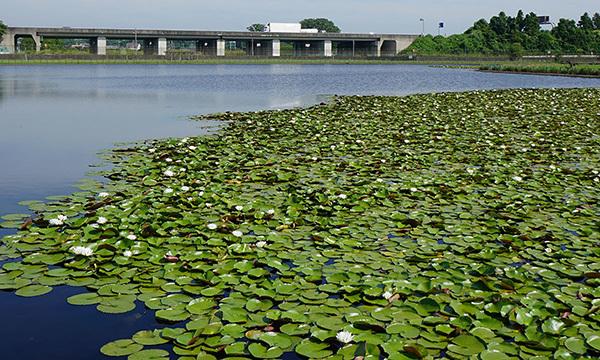 土浦市のスイレンの花季節観光名所の乙戸水生植物園・乙戸沼VRツアー