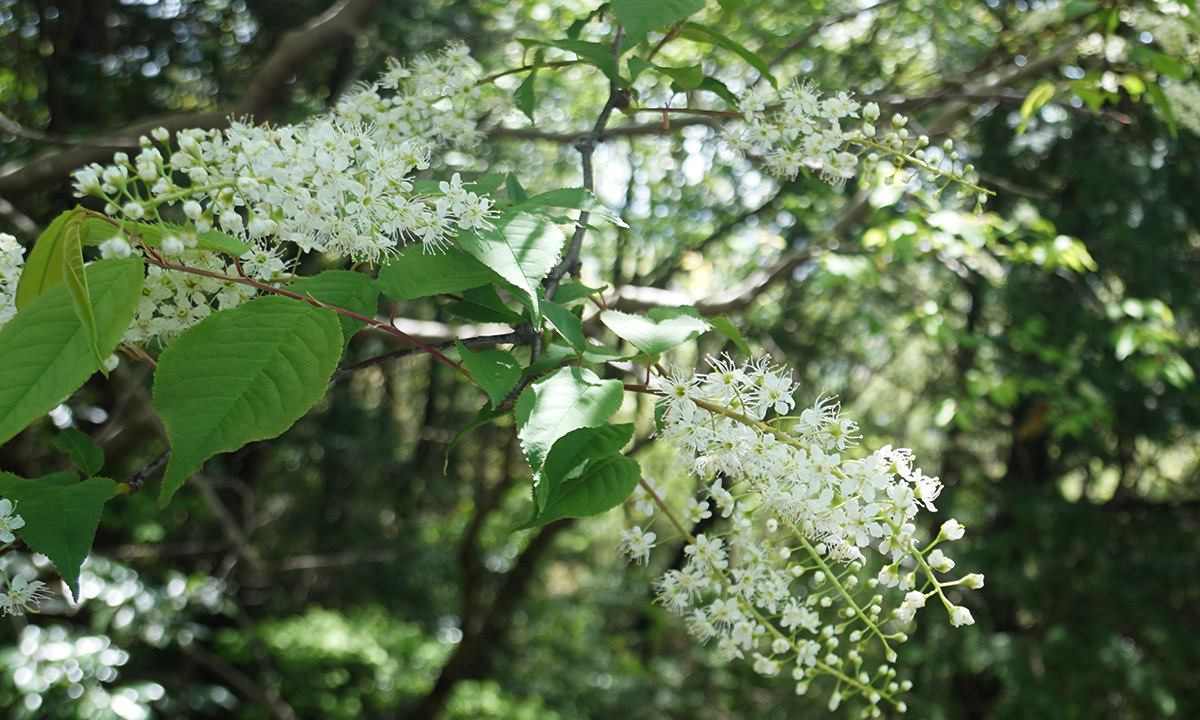 土浦市のフルーツラインの上溝桜