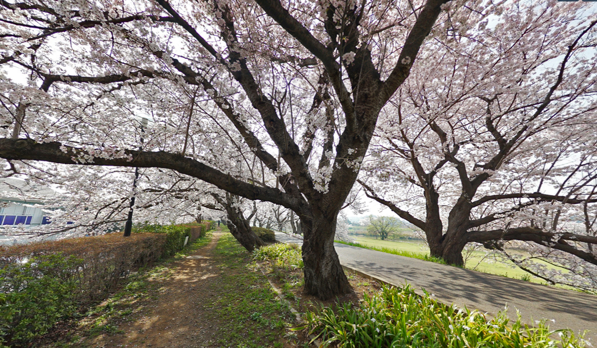茨城県土浦市の桜の名所・花見おすすめスポット