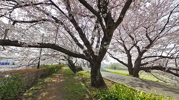 茨城県土浦市の桜の名所・花見おすすめスポット