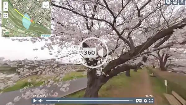 土浦市の桜川の桜並木の歩行360度VR動画